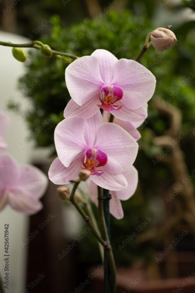 flower Orchid flower Orchid