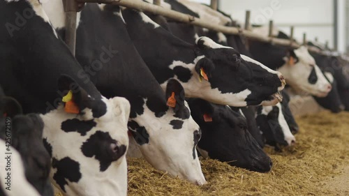 Feeding cows with hay on a dairy farm.