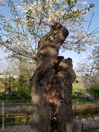 old tree