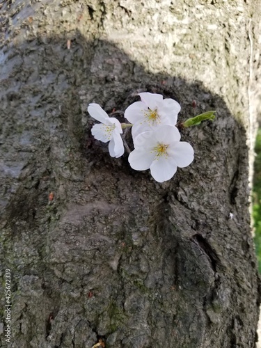 tree with flowers