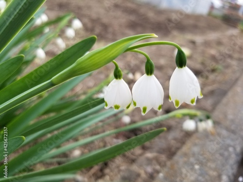 snowdrops in the garden