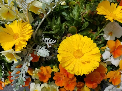 yellow flowers in the garden