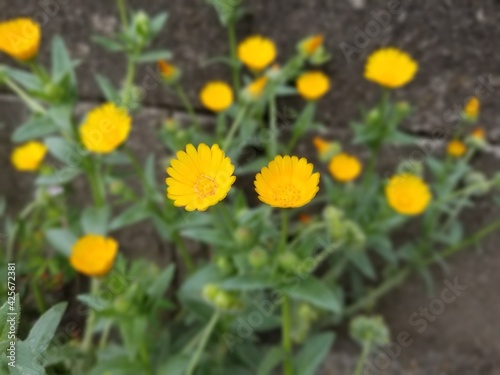 yellow flowers in the garden