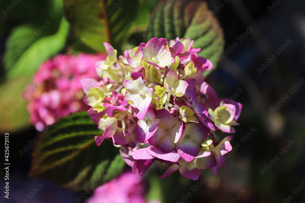 Fototapeta premium Closeup of bicolor white and pink hydrangeas