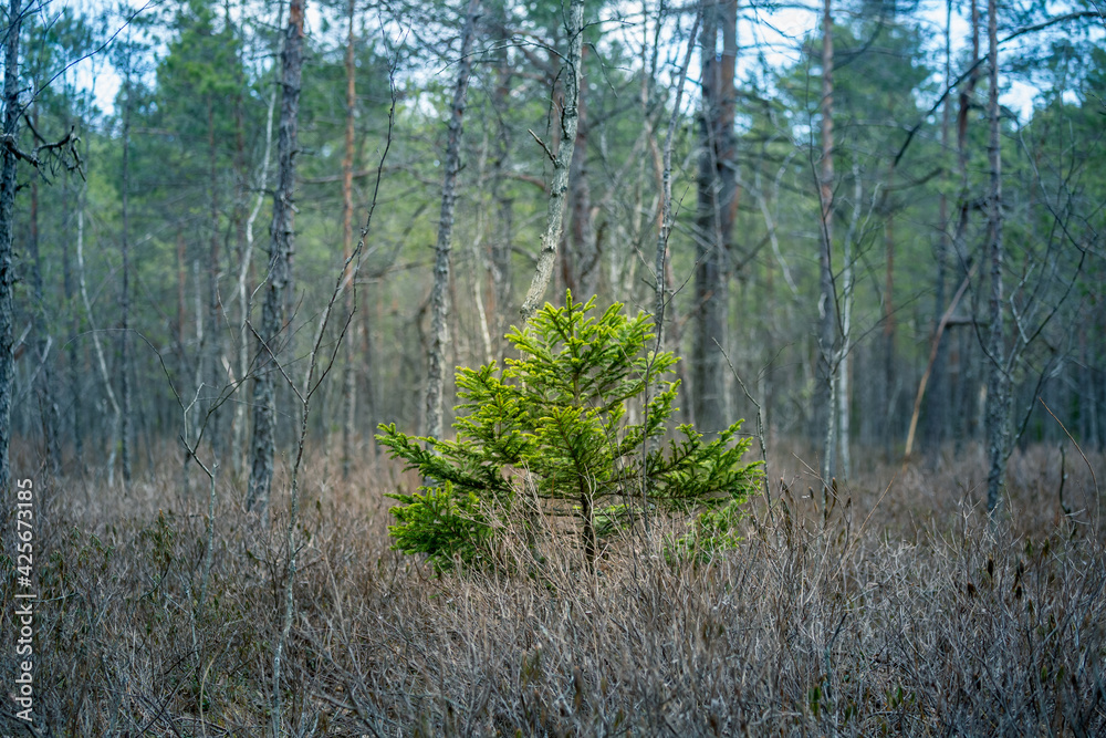 A beautiful springtime scenery of a swampy forest in Northern Europe. Spring landscape of a wet forest and small trees growing. A beautiful springtime scenery of a swampy forest in Northern Europe. Spring landscape of a wet forest and small trees growing.
