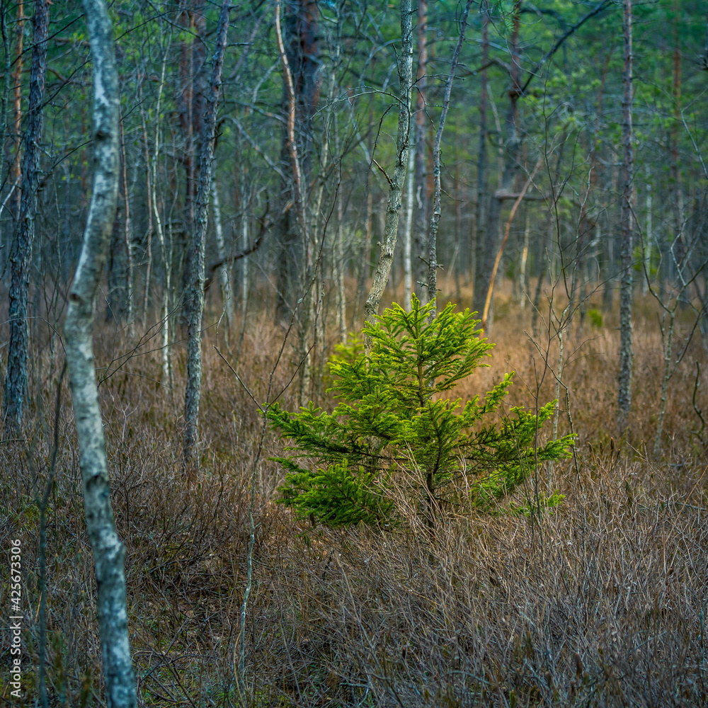 A beautiful springtime scenery of a swampy forest in Northern Europe. Spring landscape of a wet forest and small trees growing. A beautiful springtime scenery of a swampy forest in Northern Europe. Spring landscape of a wet forest and small trees growing.
