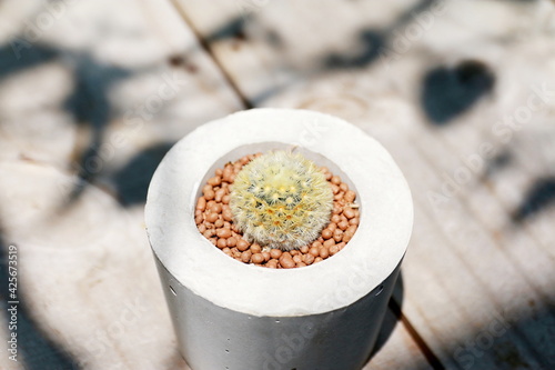 Mammillaria bocasana or Mammillaria Camenae in cement pot on the wood table for background. photo