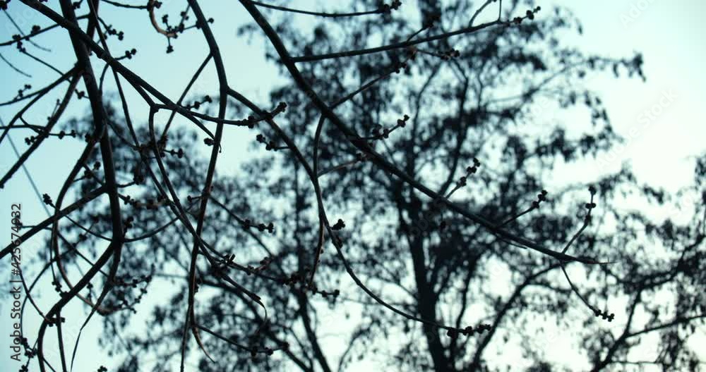 First Young Green Spring Leaves and flowers On A Tree. Leafless Spring Old Tree And Clouds Dark Background First Young Green Spring Leaves and flowers On A Tree. Leafless Spring Old Tree And Clouds Dark Background