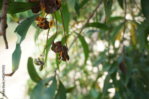 Acacia aneura seed (also called mulga, true mulga, akasia) with a natural background photo