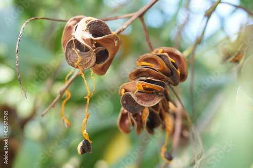 Canvastavla Acacia aneura seed (also called mulga, true mulga, akasia) with a natural backgr