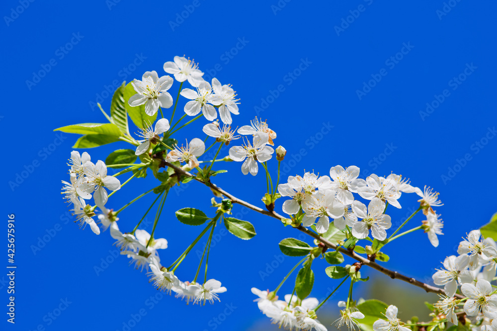 Cherry blossoms against the blue sky in early spring. Cherry branches covered with white flowers. Cherry blossoms against the blue sky in early spring. Cherry branches covered with white flowers.