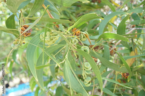 Foto Acacia aneura seed (also called mulga, true mulga, akasia) with a natural backgr