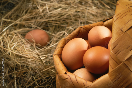 Fresh brown chicken eggs in a basket and in a nest from hay in a barn