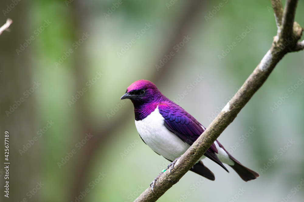 Birds Birds