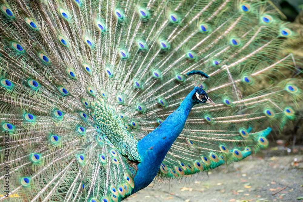 Naklejka premium Birds