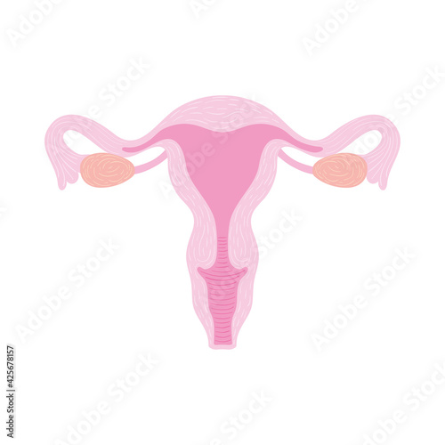 pink female uterus