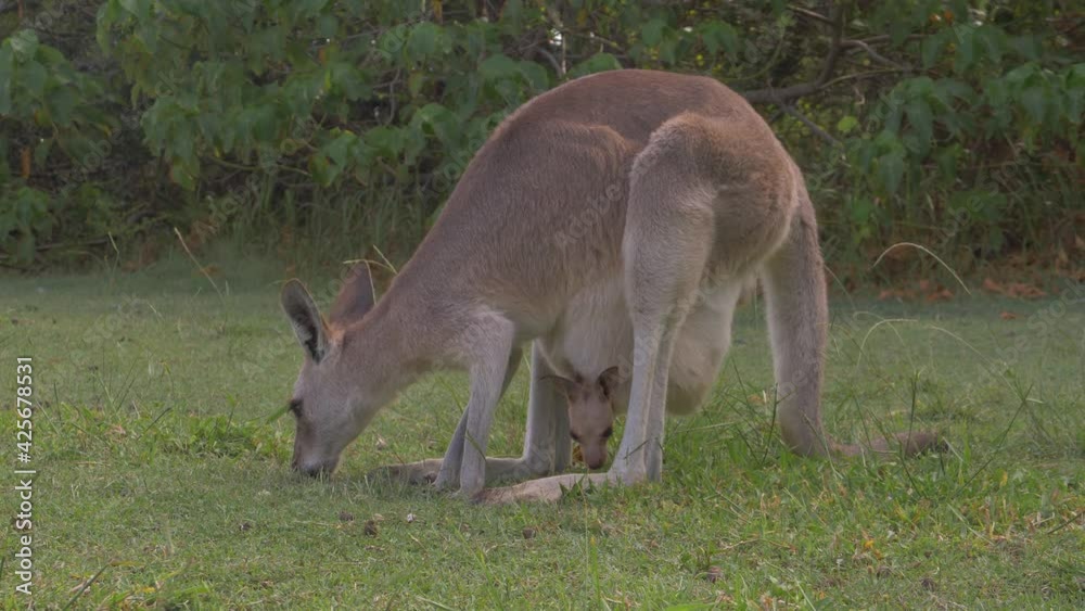 Mother And Joey Red Kangaroo Eating Grass On Grassy Park At Daytime - Marsupial Animal In Australia. - wide shot Mother And Joey Red Kangaroo Eating Grass On Grassy Park At Daytime - Marsupial Animal In Australia. - wide shot