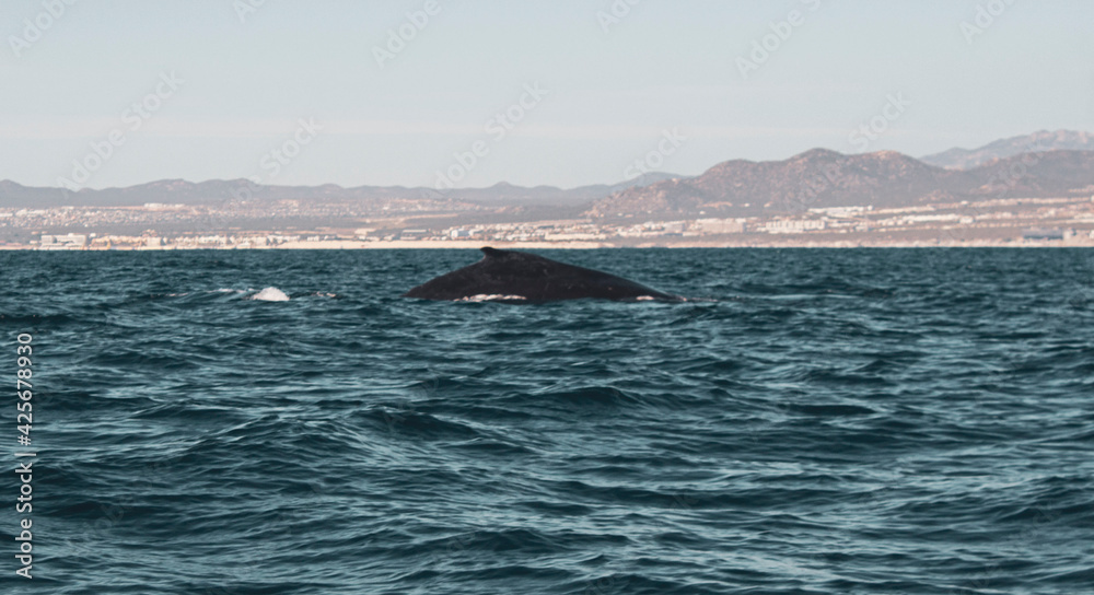 Ballenas 