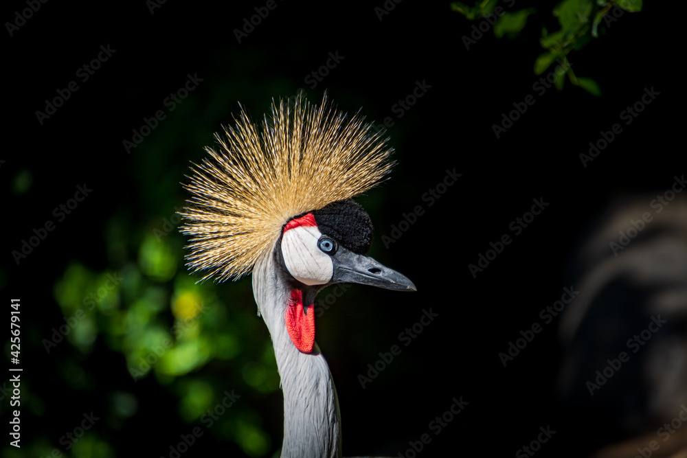 Fototapeta premium close up West African Crowned Crane with beautiful crown