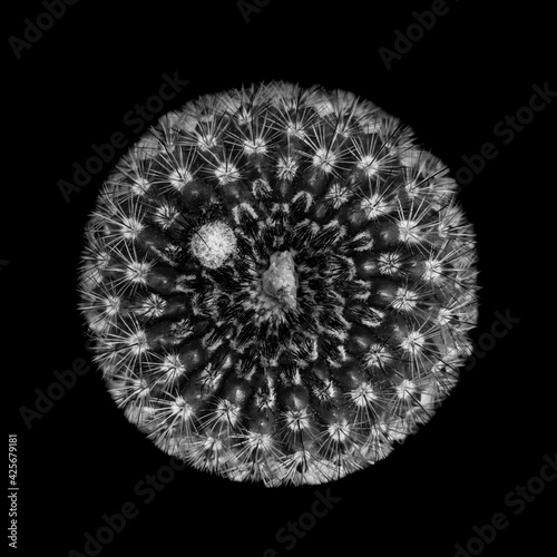 black and white succulent isolated on black background