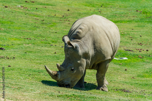 close up photo for Rhino eats grass