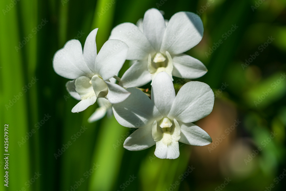 White orchid flowers in tropical garden, Thailand. Close up White orchid flowers in tropical garden, Thailand. Close up