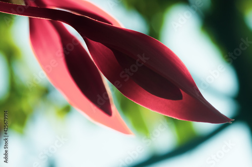 Pride of burma (Amherstia nobilis) Tree with wonderful flower