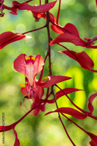 Pride of burma (Amherstia nobilis) Tree with wonderful flower