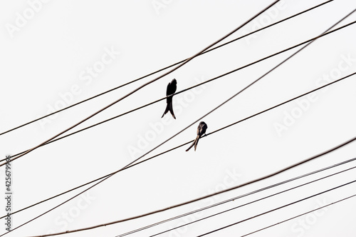 Black birds sitting on a cable white background