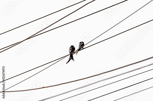 Black birds sitting on a cable white background
