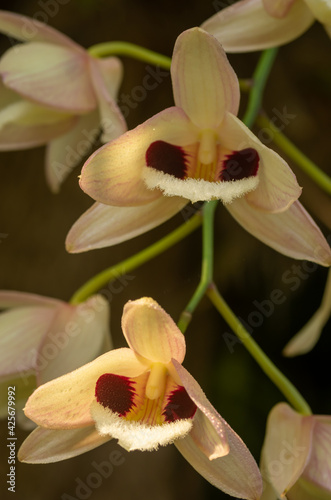 White orchid charming dendrobium (Dendrobium pulchellum)