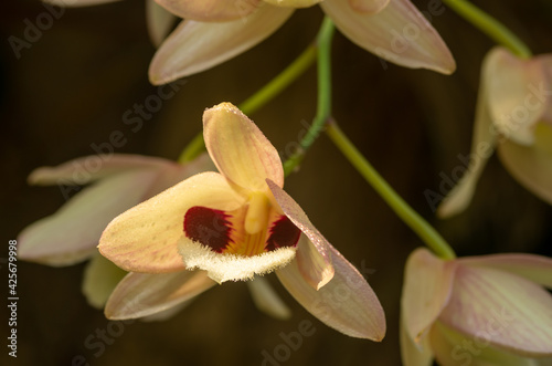 White orchid charming dendrobium (Dendrobium pulchellum)
