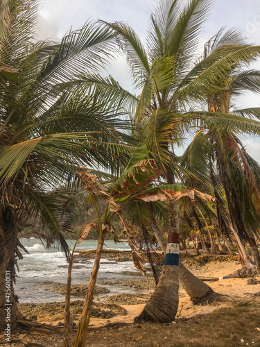 Palms