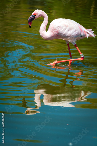 CHILEAN FLAMINGO mirrors in the water
