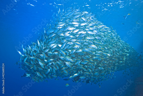 School of Trevally photo