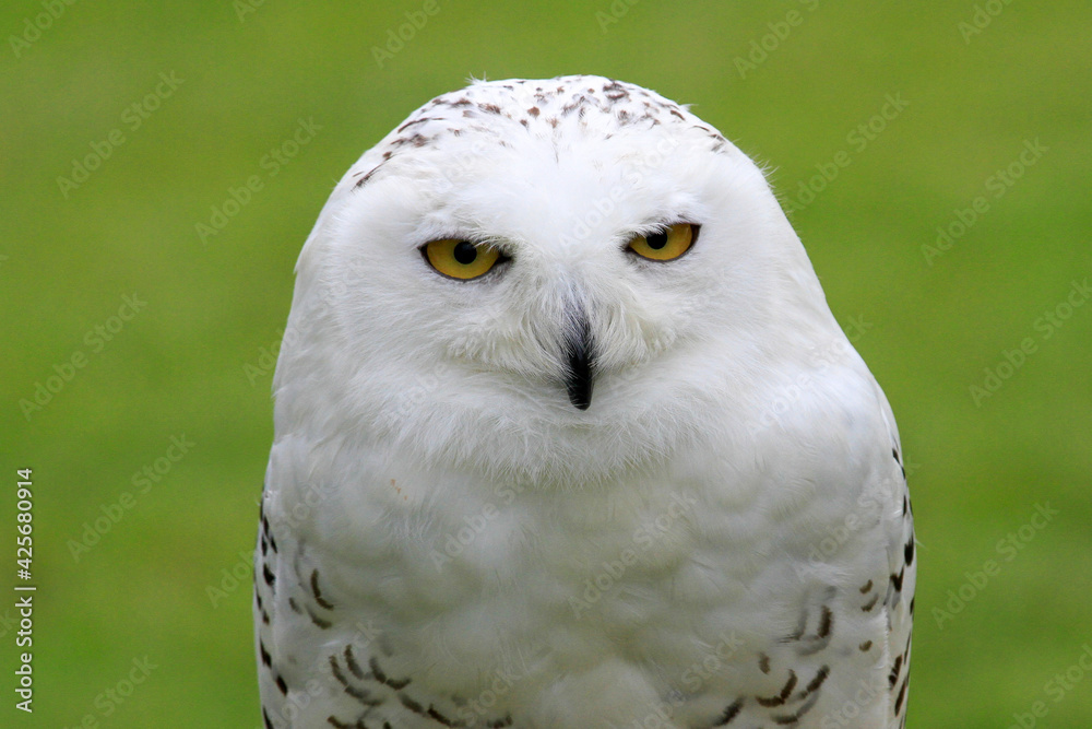 Obraz premium snowy owl