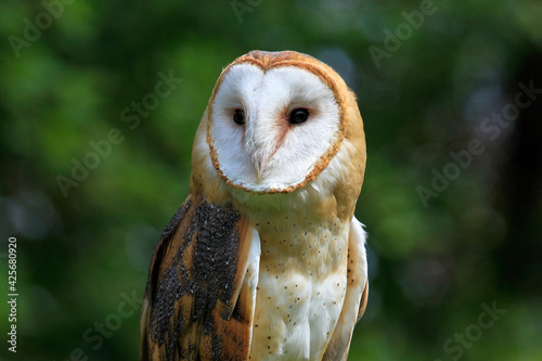 barn owl