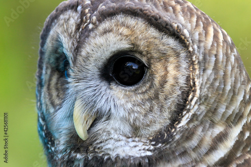 close up of a barred owl