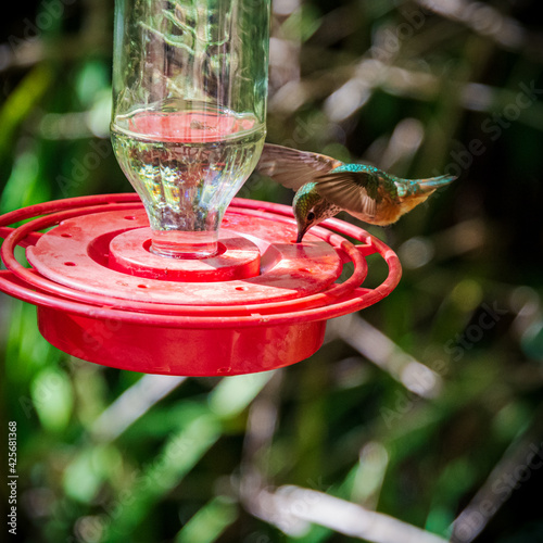 lovely hummingbird drink water in the feeder