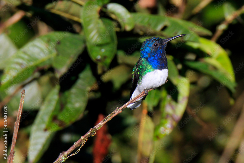 tailed hummingbird perched on a branch tailed hummingbird perched on a branch