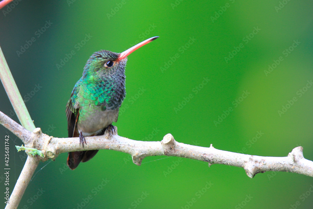 Fototapeta premium tailed hummingbird perched on a branch 