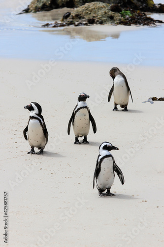 group of penguins on beach in South Africa 