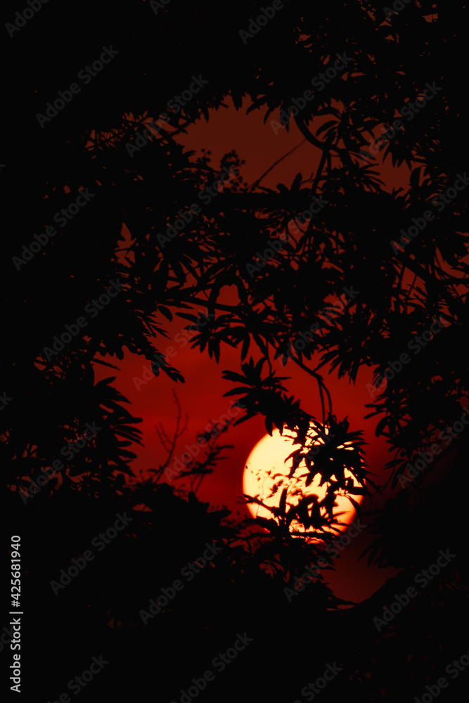branches silhouette at sunset nature background