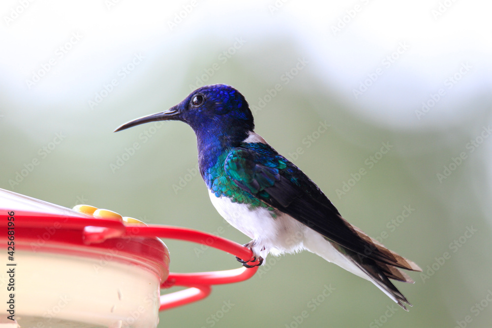 Fototapeta premium tailed hummingbird on feeder 