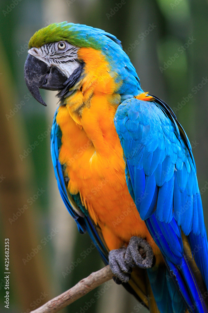 Obraz premium blue and yellow macaw