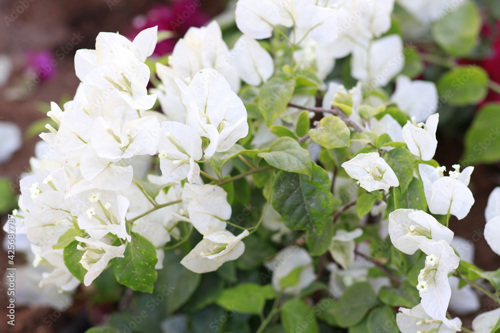 white flowers in the garden white flowers in the garden