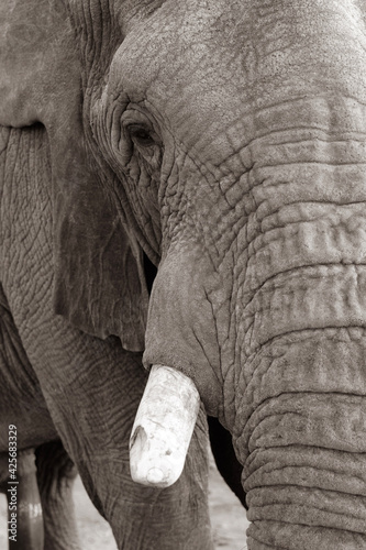 close up of an elephant in South Africa 