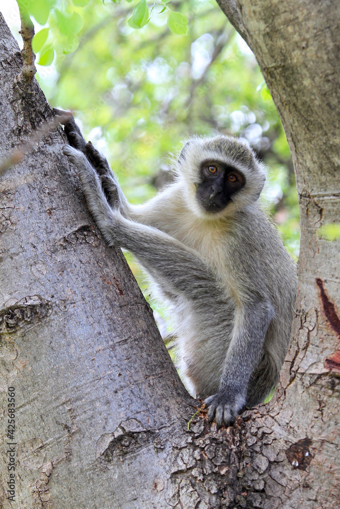 Obraz premium monkey in tree in South Africa 