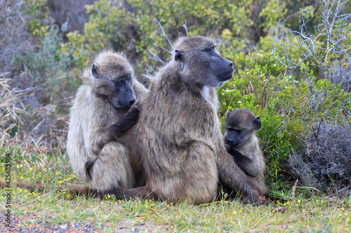 baboon mother and baby in South Africa 