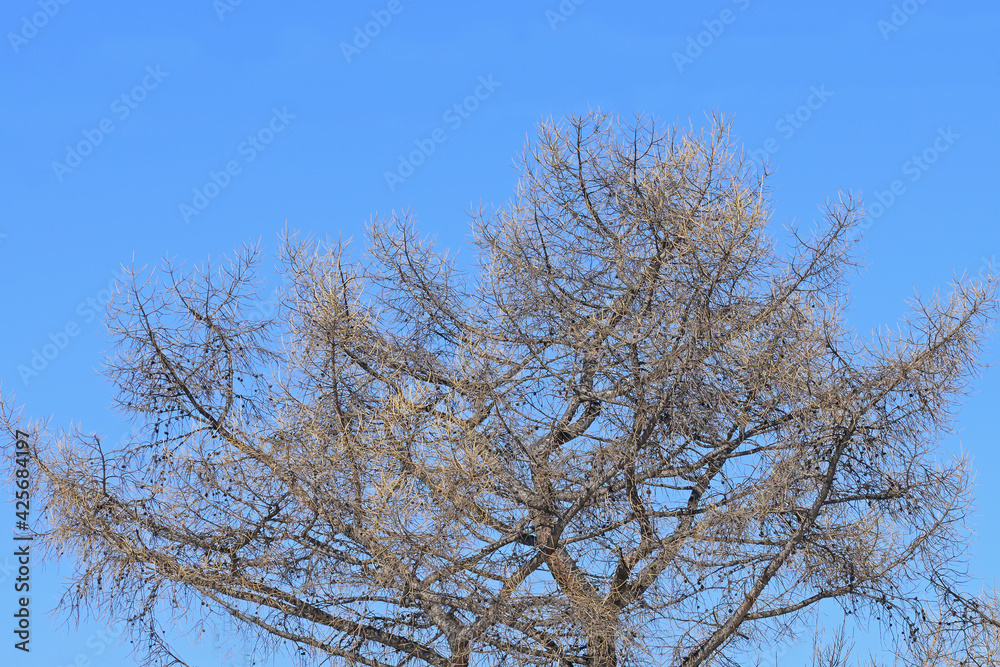 The upper part of a coniferous tree with cones on a blue sky background The upper part of a coniferous tree with cones on a blue sky background
